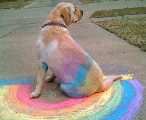 Yellow Lab smeared with chalk