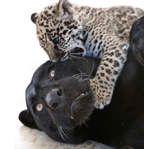 Black Leopard and Cub