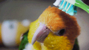 Bird groomed with toothbrush!